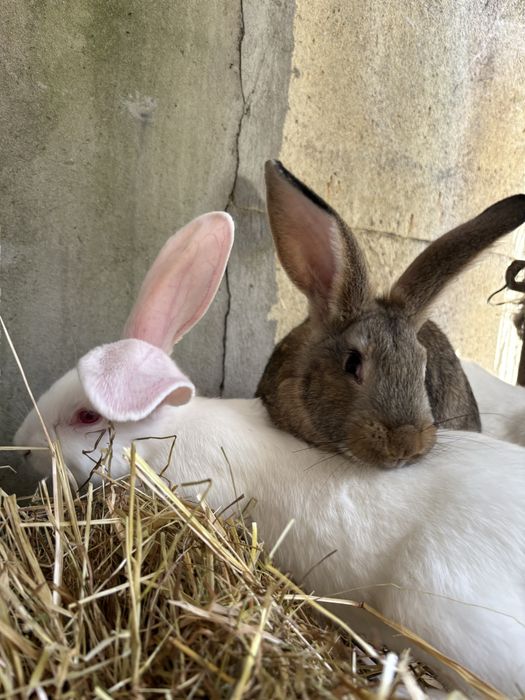 Coelhos criação rural.