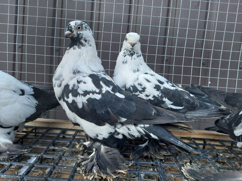 Gołębie. Widyny czarne