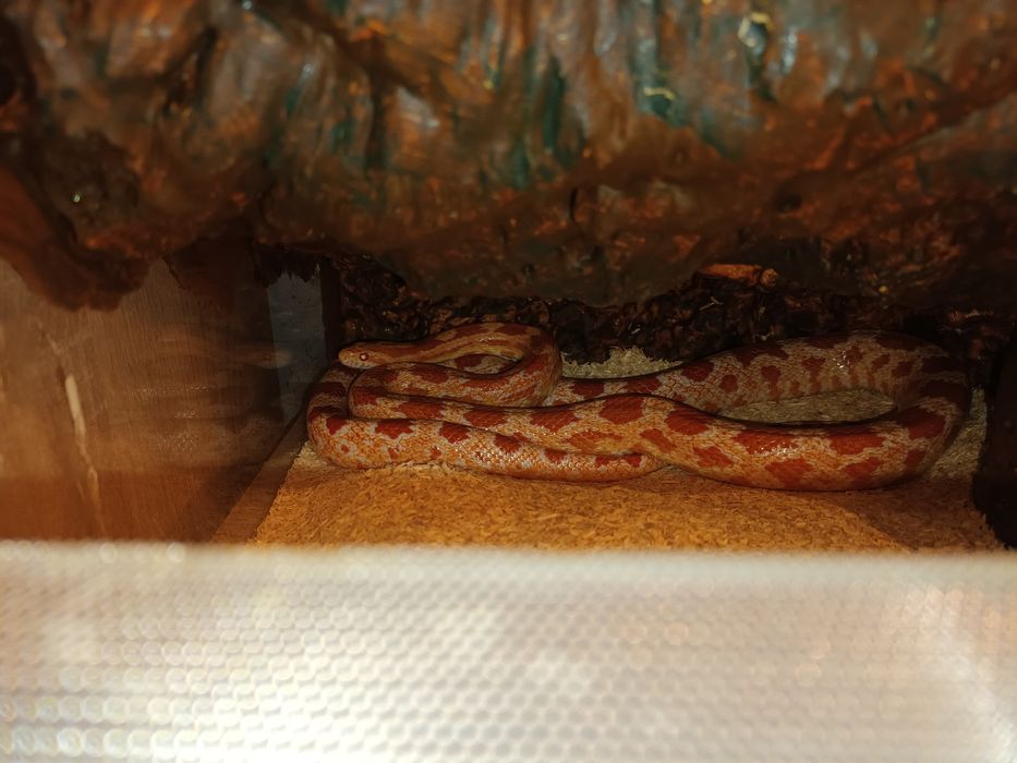 Wąż zbożowy amelanistic razem z terrarium