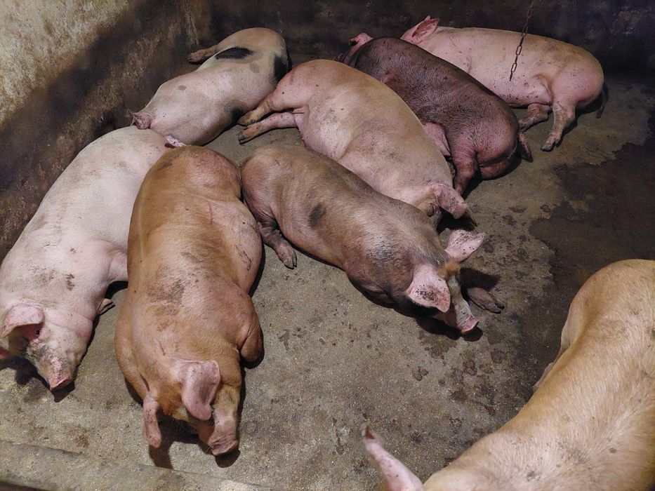 Свині домашні від 100 до 150 кг