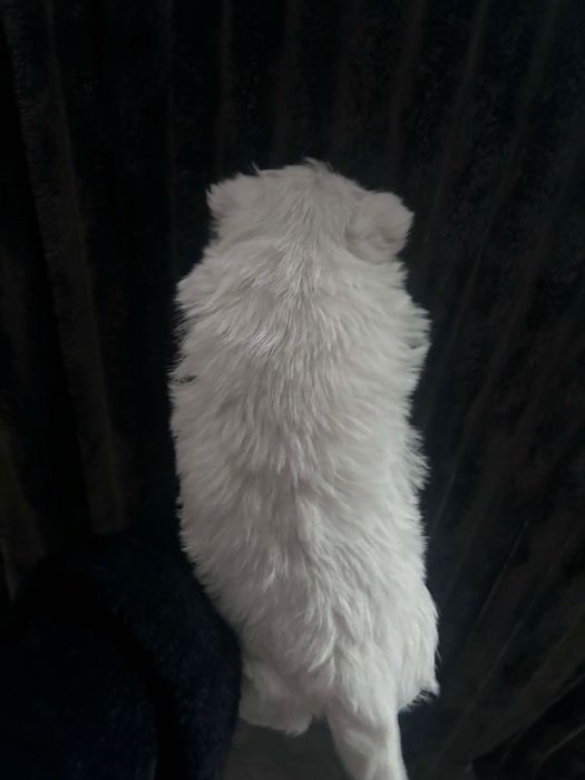 Cudowny Piesek West Highland White Terrier Gotowy Do Odbioru!