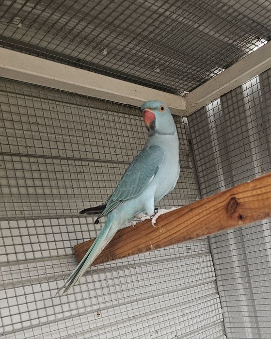 Ring neck azul canela portador cc