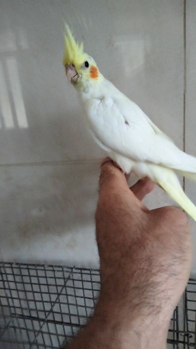 Caturra e agapornis criados á mão