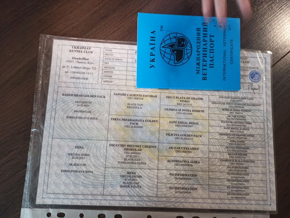 Доберман Для В'язки