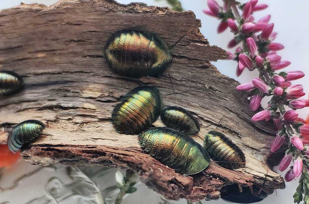 Najpiękniejsze karaczany Pseudoglomeris magnifica Isopody Ślimaki Wije