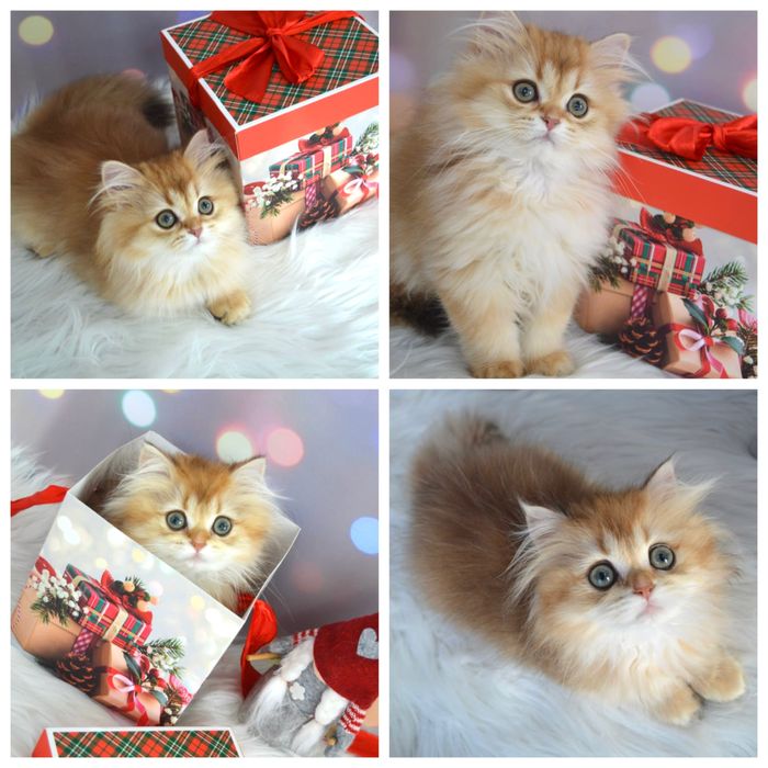 Британська золота шиншила котята