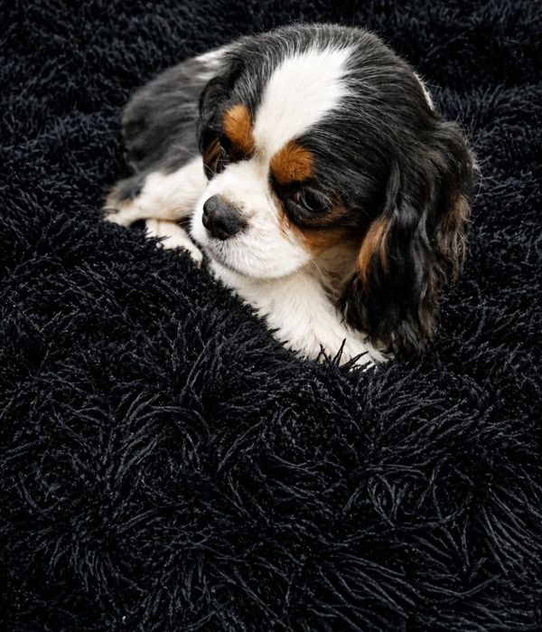 Cavalier King Charles Spaniel
