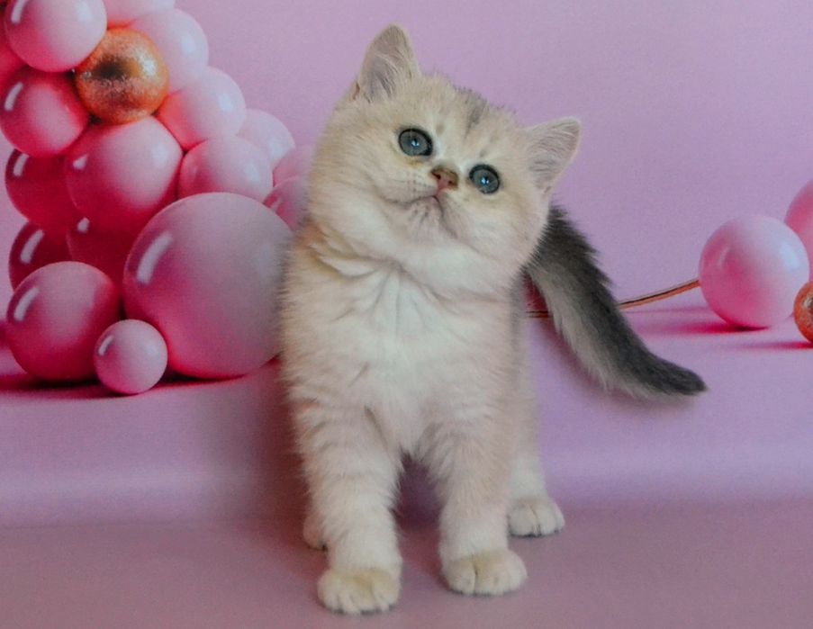 Кошеня шиншилла голубе золото