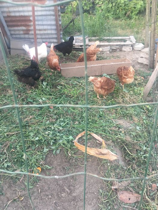 Ovos de galinhas do campo