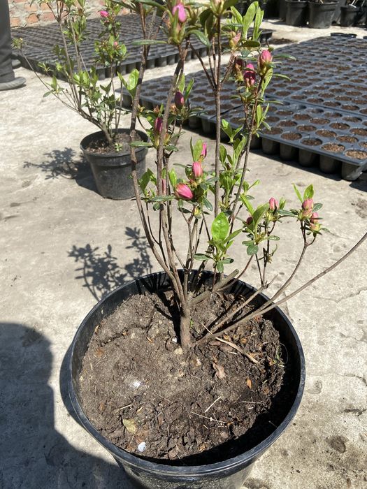 квіти Азалія 400