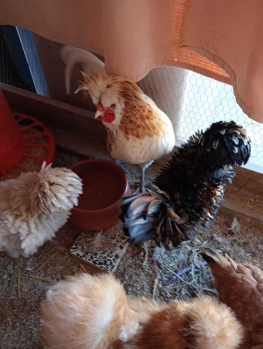 Vendo Ovos Galados Paduanas 2,50€/unidade