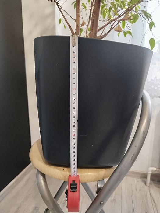 Fijus Benjamin  130cm