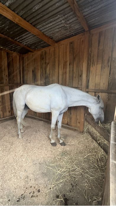 Cavalo Puro Sangue Lusitano