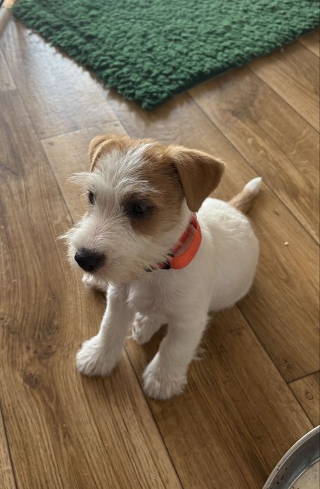 Juck Russell Terrier HODOWLA FCI ZKwP