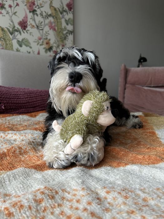 Вязка цвергшнауцер