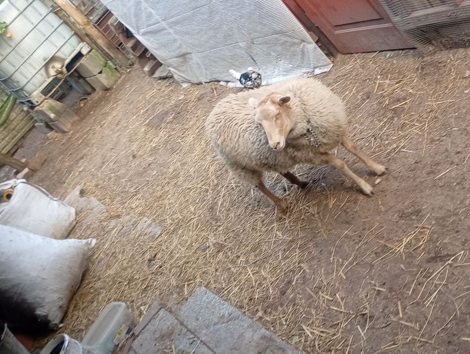 Sprzedam owcę młodą