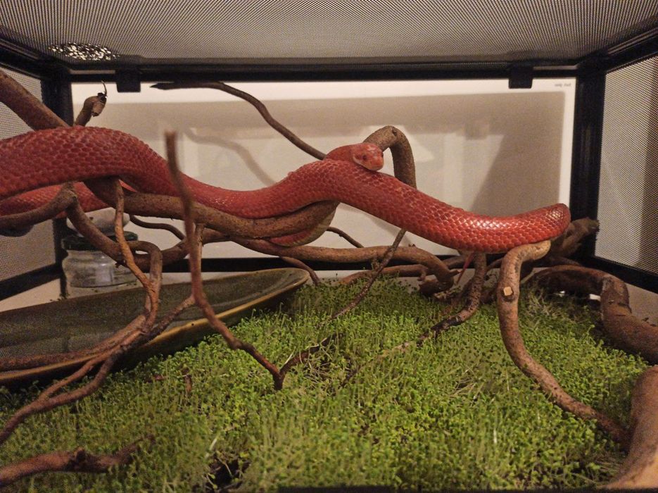 Wąż zbożowy z terrarium