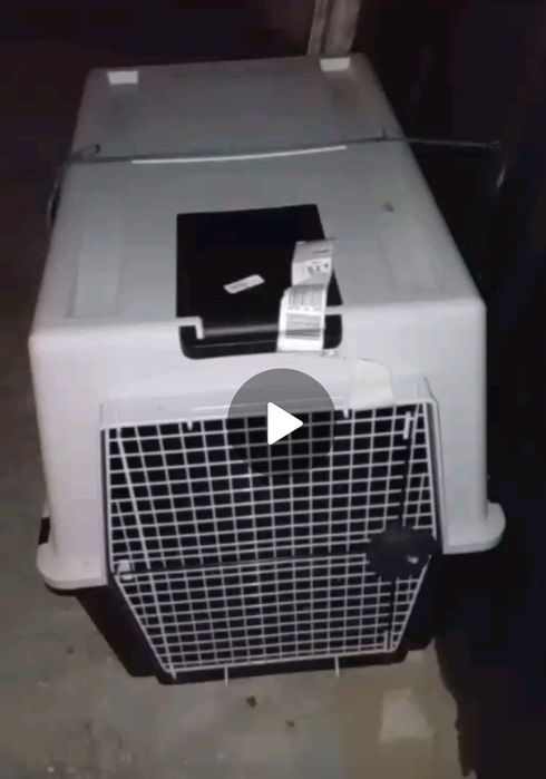 Pra vender tenho está casota e grande que quiser buscar to a vender
