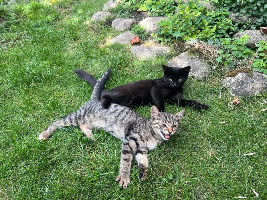 Кошенята шукають дім