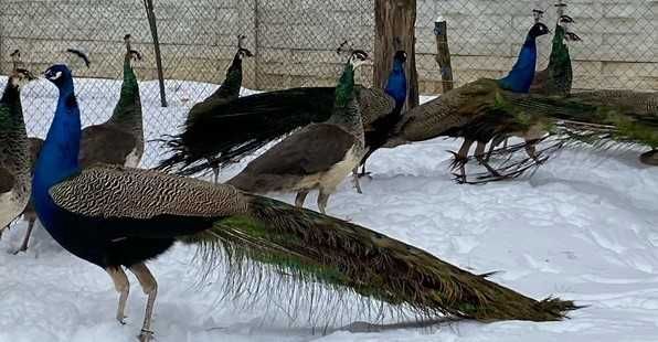 sprzedam lub zamienię pawia na pawice