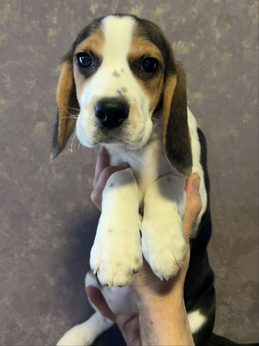 Пречудовий подарунок під ялиночку. Дівчинка породи Бігль