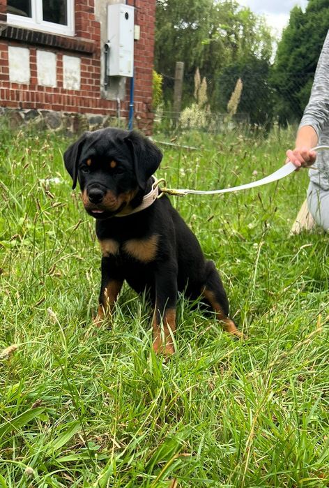 Rottweiler szczenię FCI ZKwP szczeniak pies suczka sukaTOP Niegosławice ...