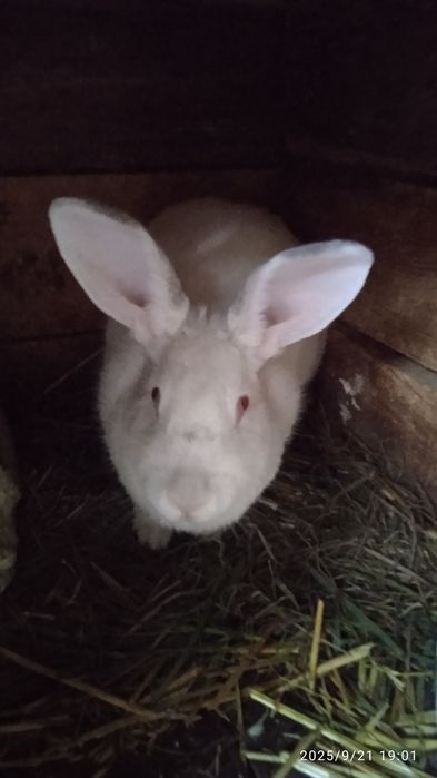 Продам,  велику , гарну кролишку