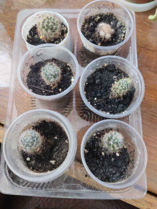 Кактус мамілярія