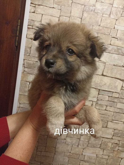 Цуценята маленькі
