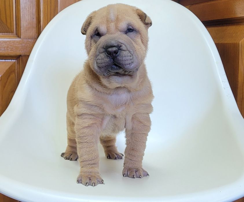 Sharpei macho bebé