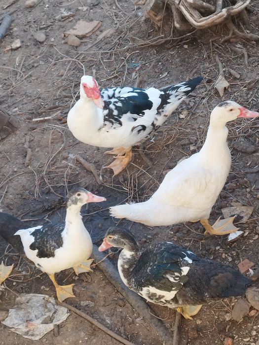 patos    muito  mansinhos