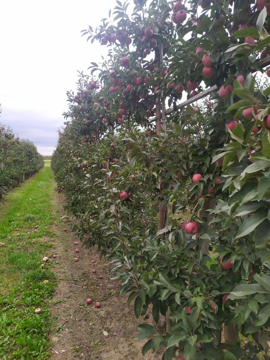 Działka rekreacyjna na wsi wsród sadów  k Warszawy