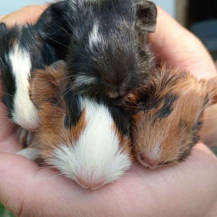 Морські свинки маленькі пухнастики,морские свинки