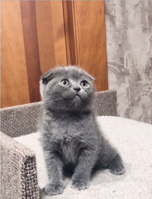 Пропоную дівчинку