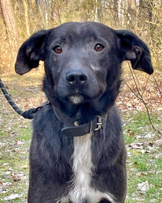 SOŁTYS - 1,5roczny psiak jeszcze nie zaznał dobra