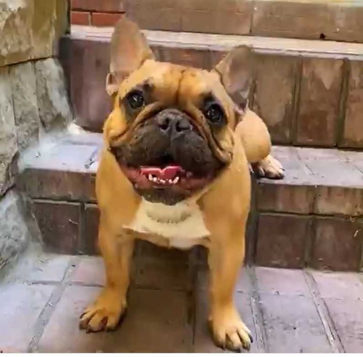 Buldog francuski reproduktor na sprzedaż