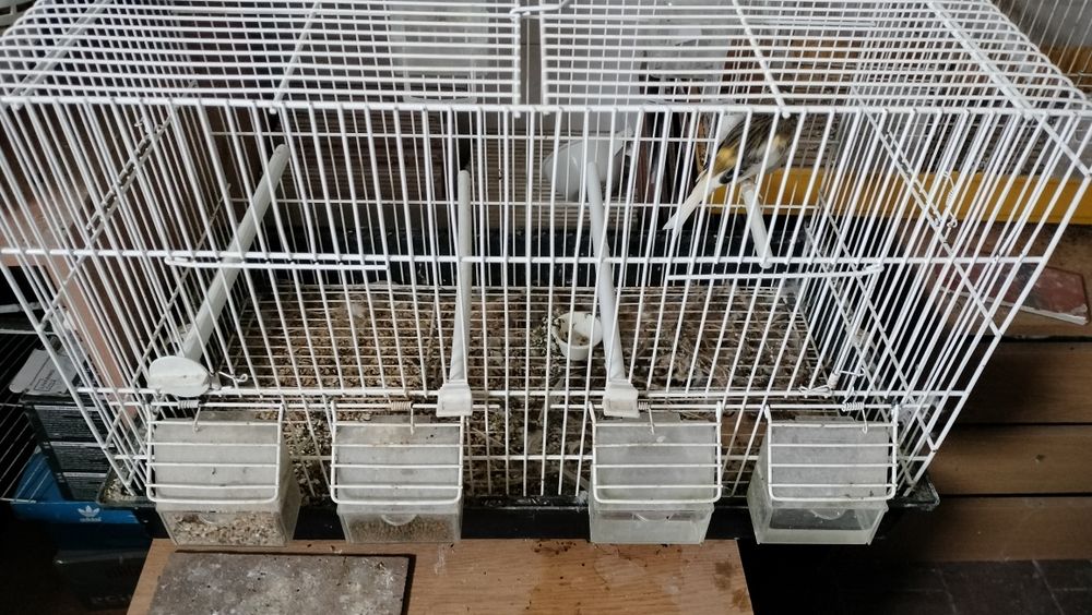 Venda de canários e gaiolas para despachar