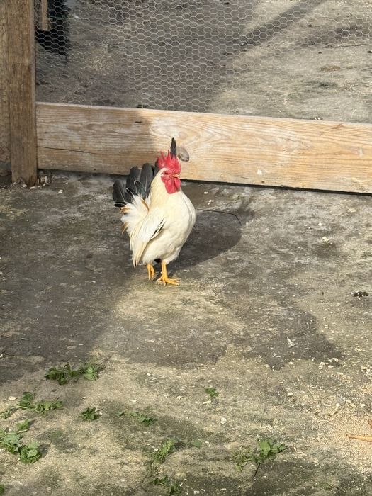 Vende se galos nagasaki