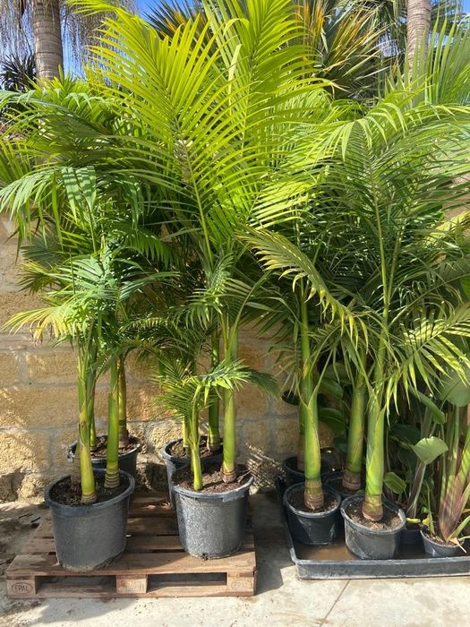 Palmeiras Raras / exóticas