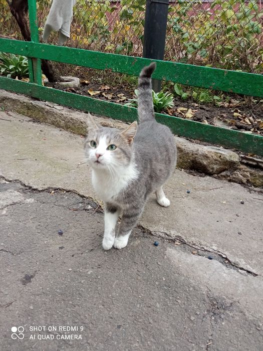 Ласкавий котик проситься в сім'ю
