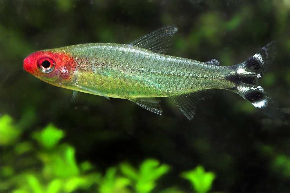 Tetra Nariz de Bêbado