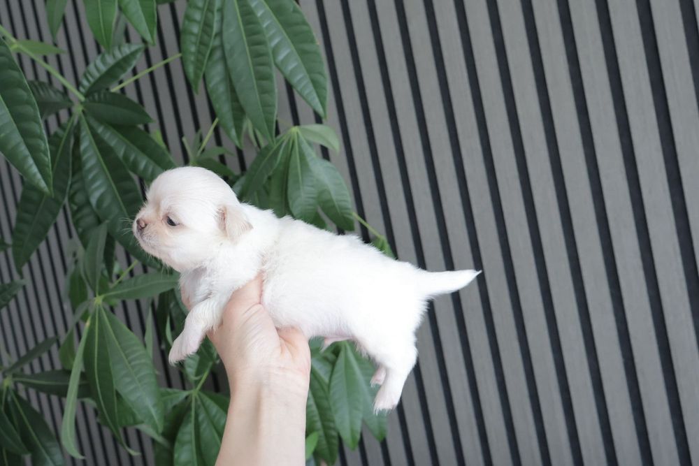 Chihuahua .Mini. Menino .Cabeça de maçã. Pēlo longo