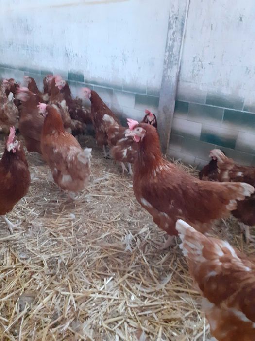 Kury nioski młode Rosa Messa Dominant Leghorn Dowóz Gratis Zapraszam