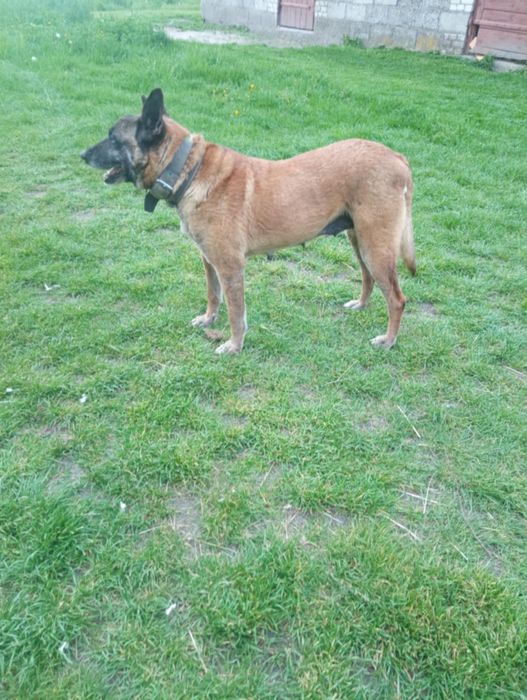 Oddam za darmo w dobre ręce