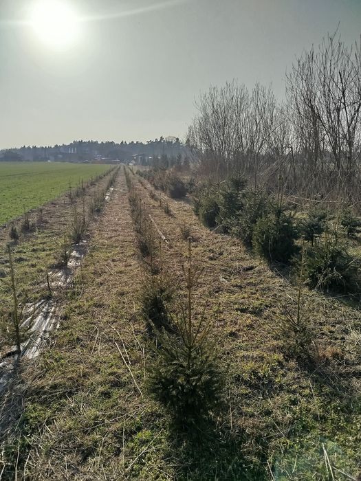 Choinki, Swierk pospolity,iglaki. Swierki