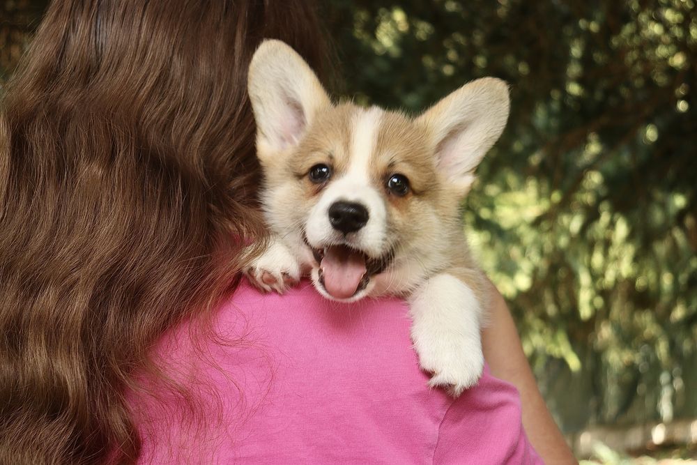 Welsh Corgi Pembroke chłopak