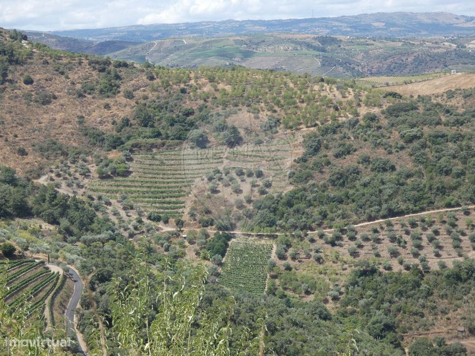Terreno  para venda — São João Da Pesqueira E Várzea De Trevões, Viseu