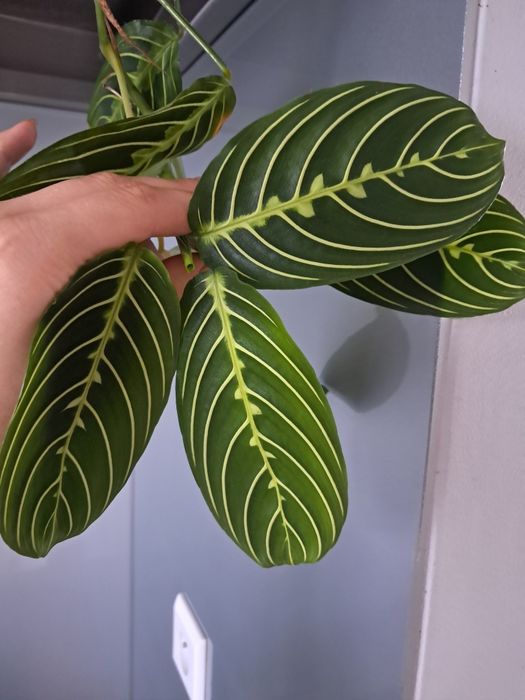Maranta lemon lime cieta 3 liscie