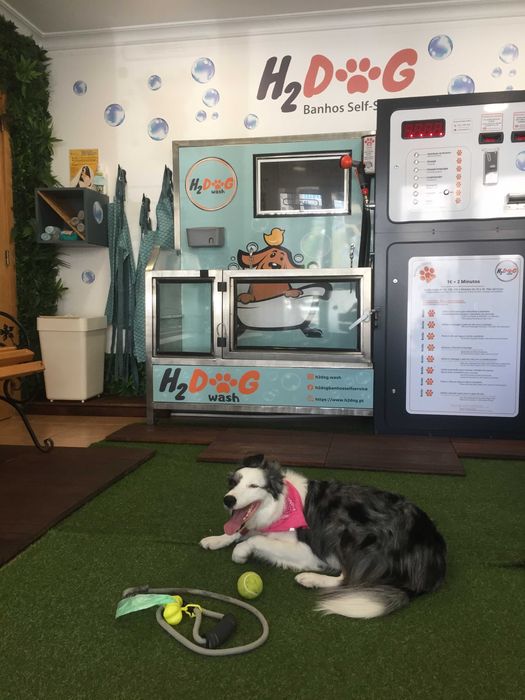 Dog Walking | Pet Sitting | Passear cães | Dogwalker | Almada