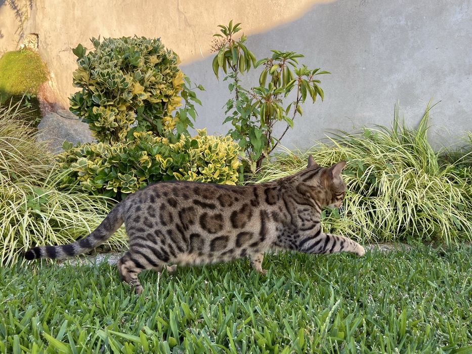 Gata bengal brown